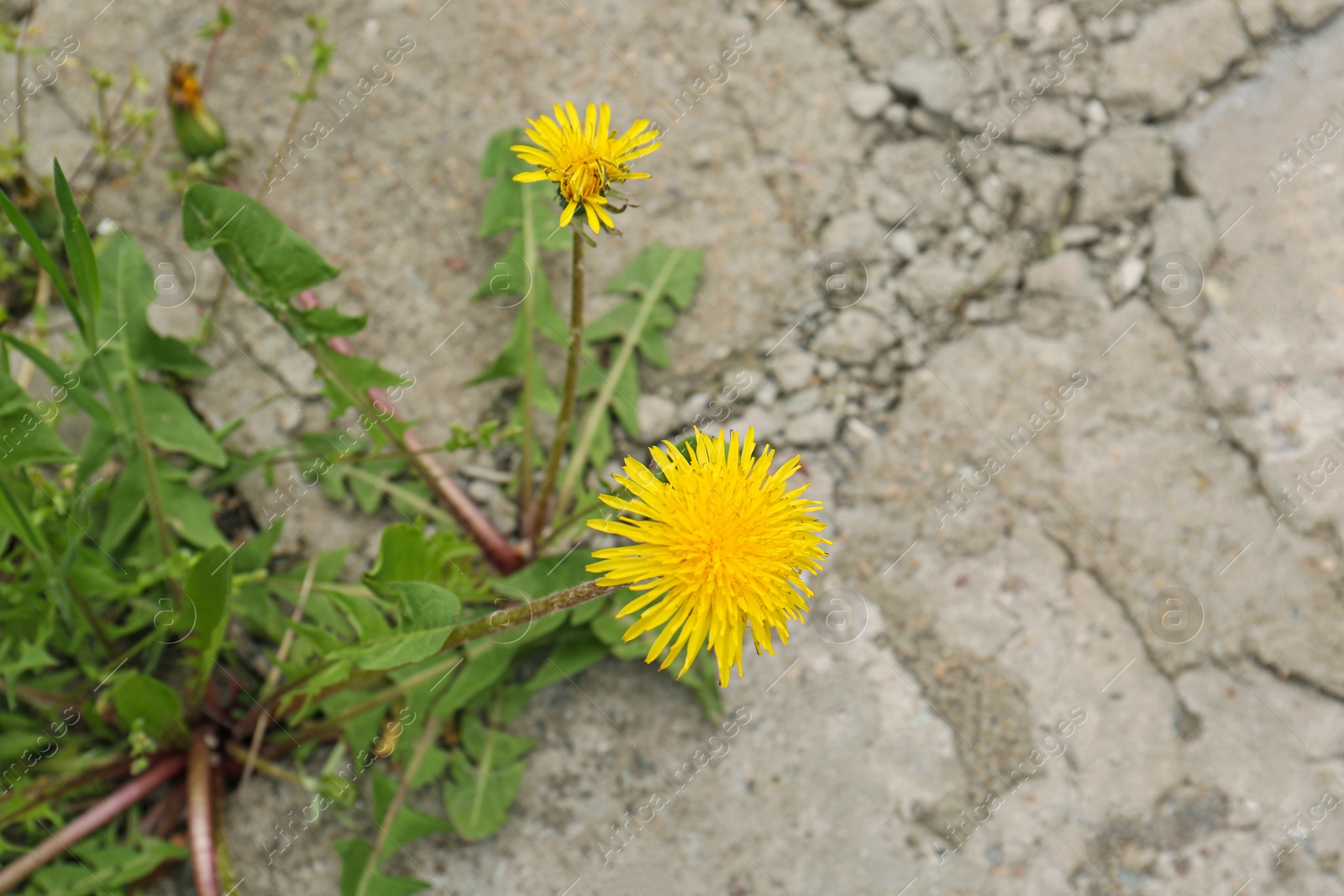 Photo of Beautiful yellow dandelion flowers growing outdoors, top view