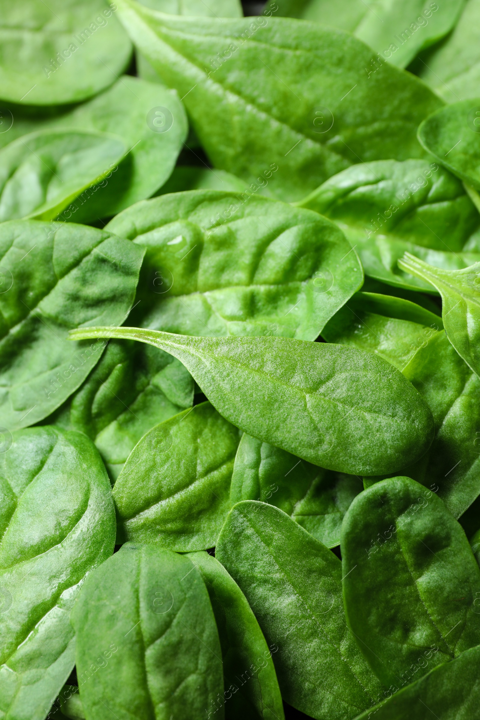 Photo of Fresh green healthy spinach as background, closeup