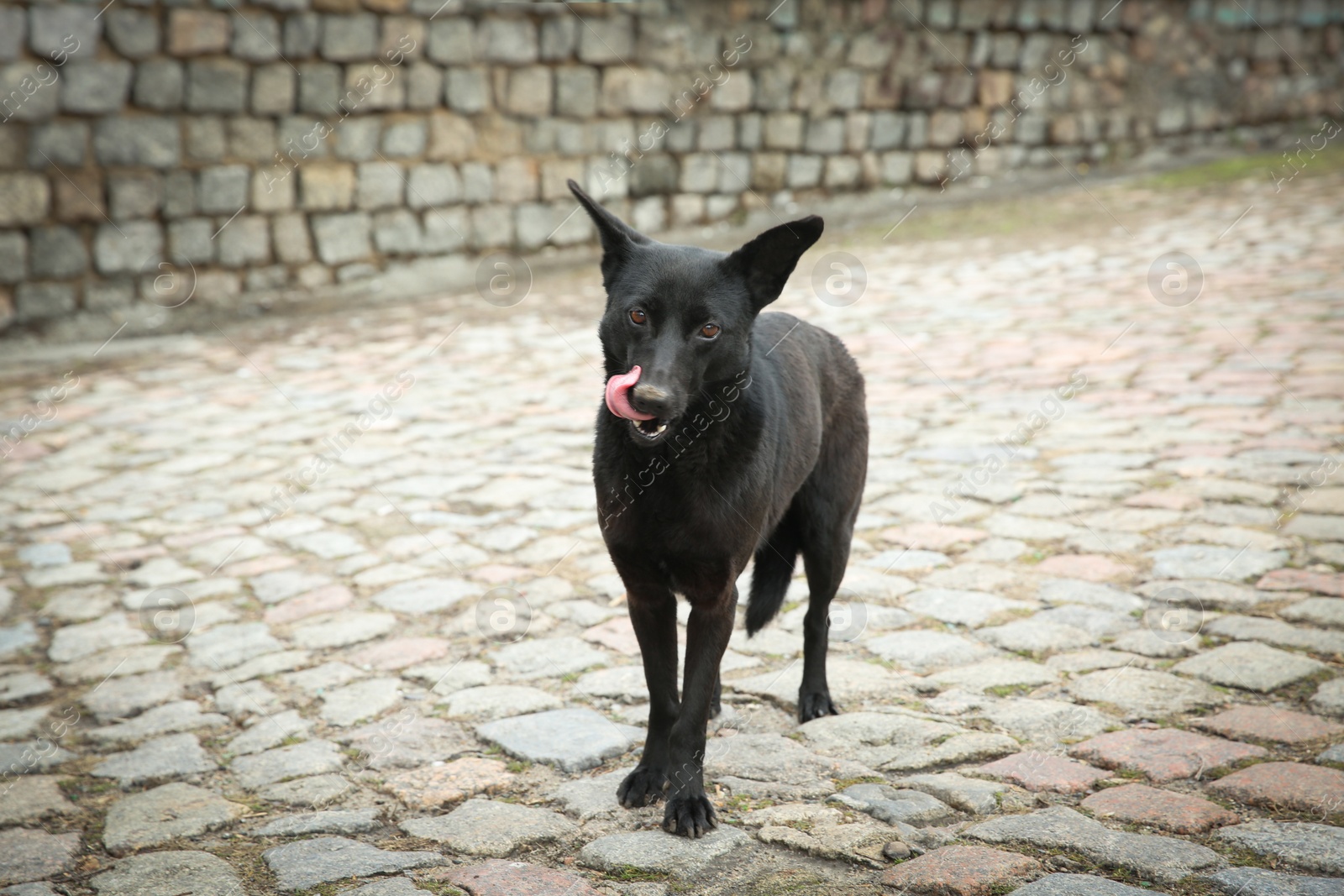 Photo of Homeless dog on city street. Abandoned animal