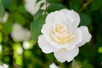 Beautiful blooming rose bush outdoors, closeup. Space for text