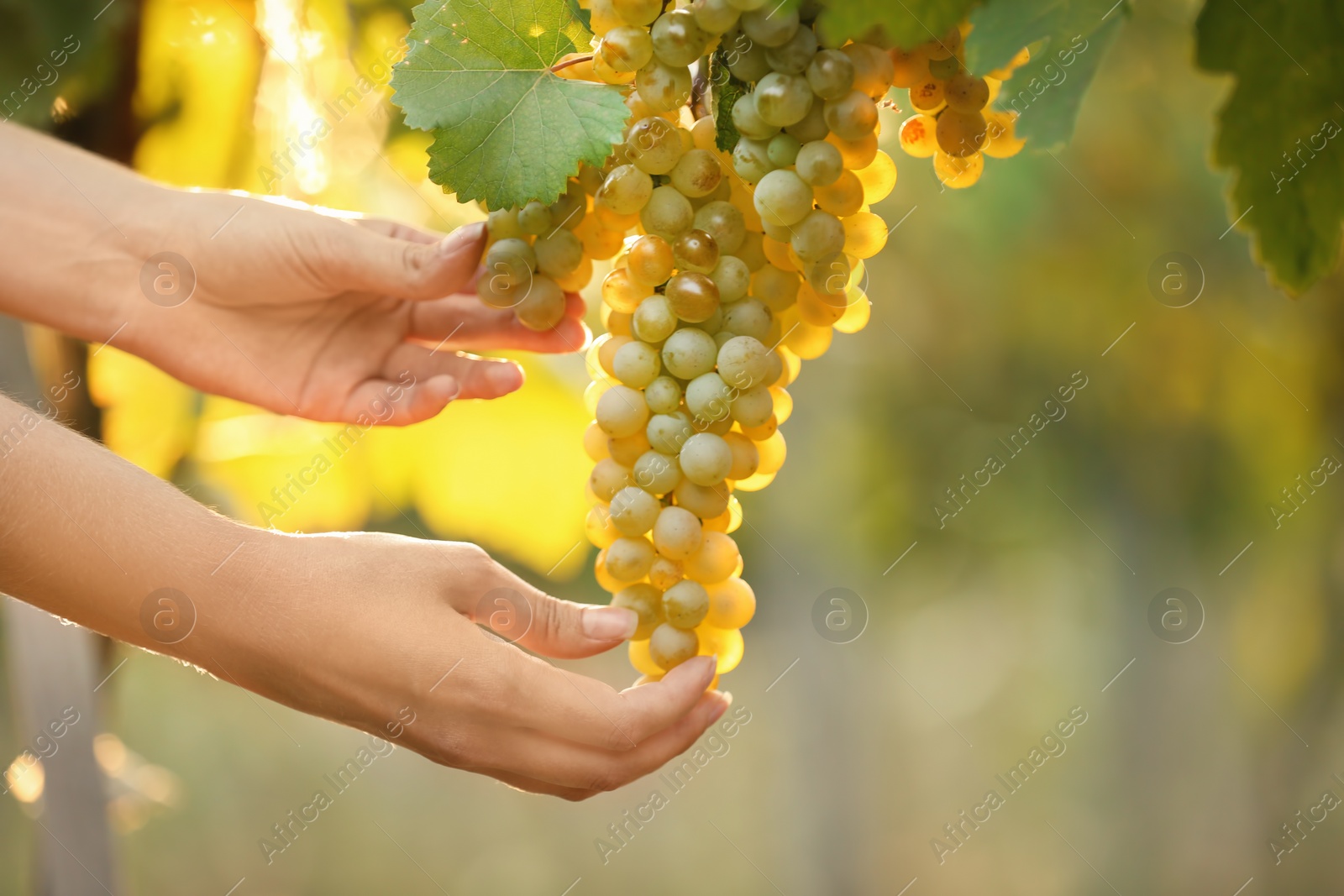 Photo of Woman picking fresh ripe juicy grapes in vineyard, closeup