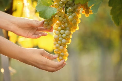 Photo of Woman picking fresh ripe juicy grapes in vineyard, closeup