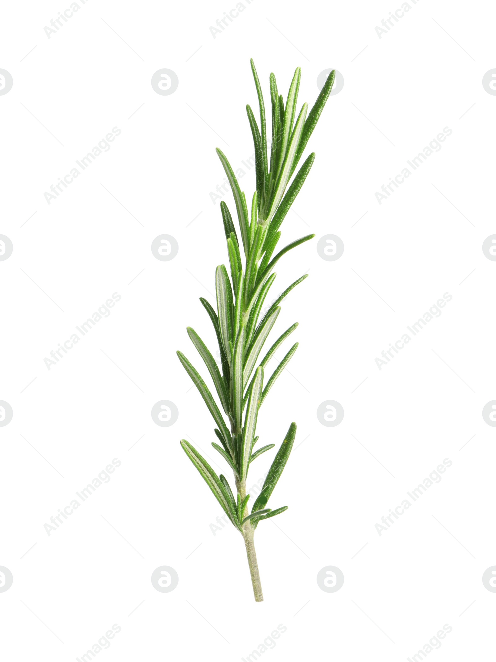 Photo of Sprig of fresh rosemary isolated on white