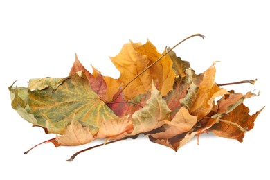 Photo of Autumn season. Pile of dry maple leaves isolated on white
