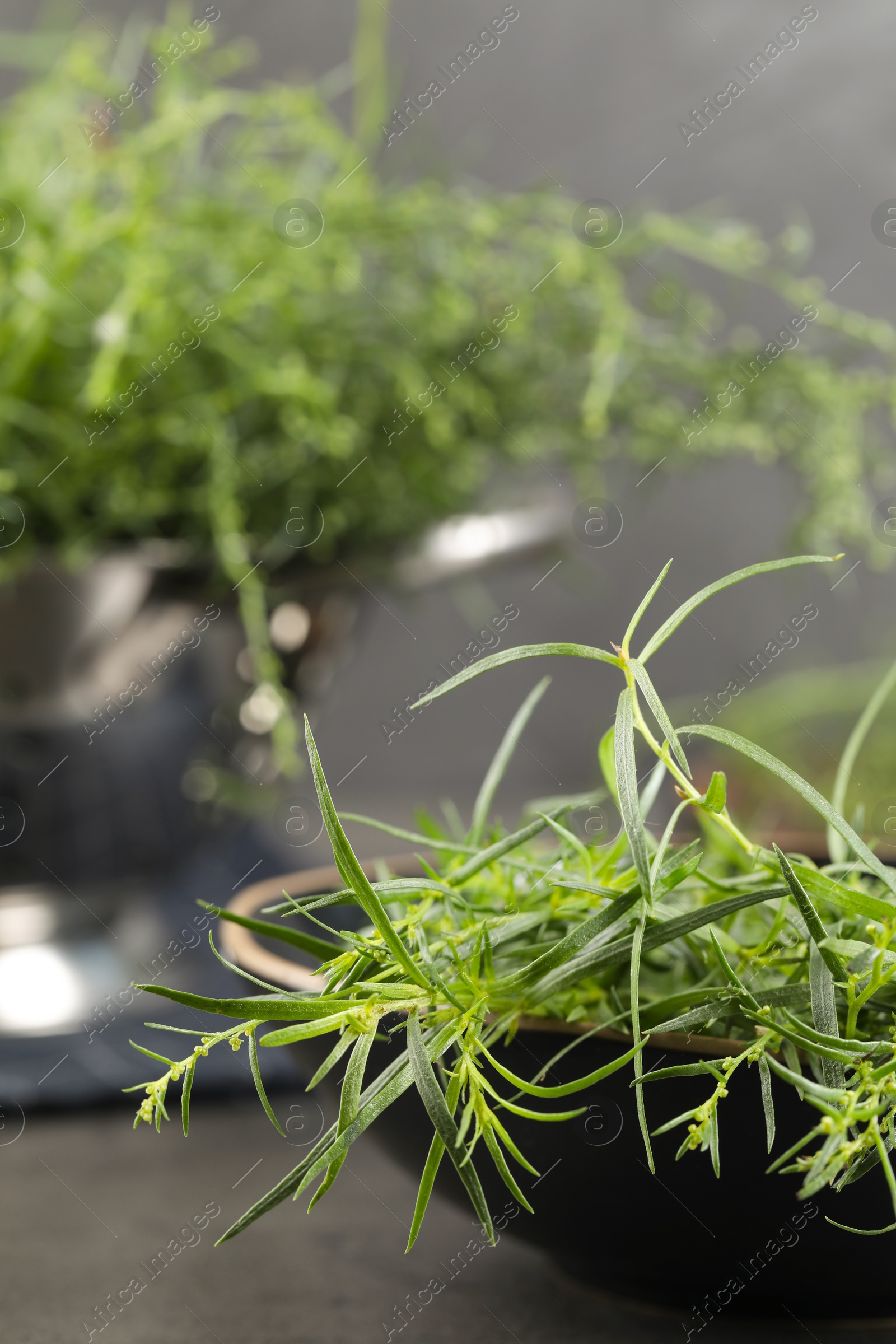 Photo of Fresh tarragon sprigs in bowl on table. Space for text