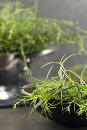 Photo of Fresh tarragon sprigs in bowl on table. Space for text