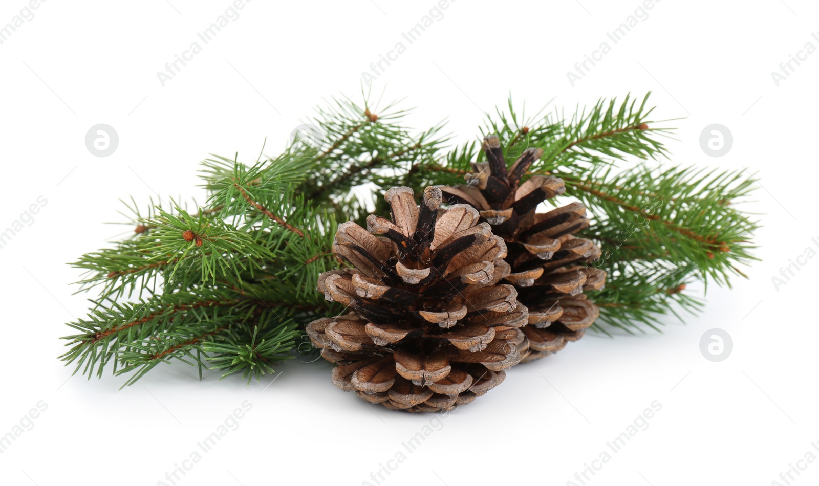 Photo of Beautiful fir branches with dry cones on white background