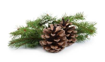 Photo of Beautiful fir branches with dry cones on white background