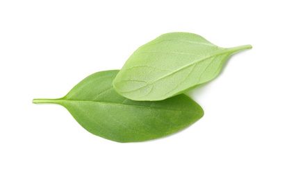 Photo of Fresh green basil leaves on white background