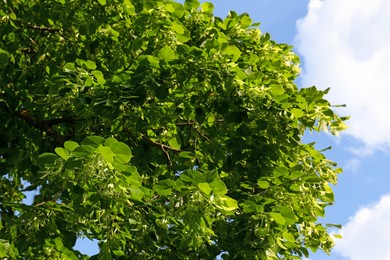 Photo of Beautiful blossoming linden tree outdoors on sunny spring day, low angle view