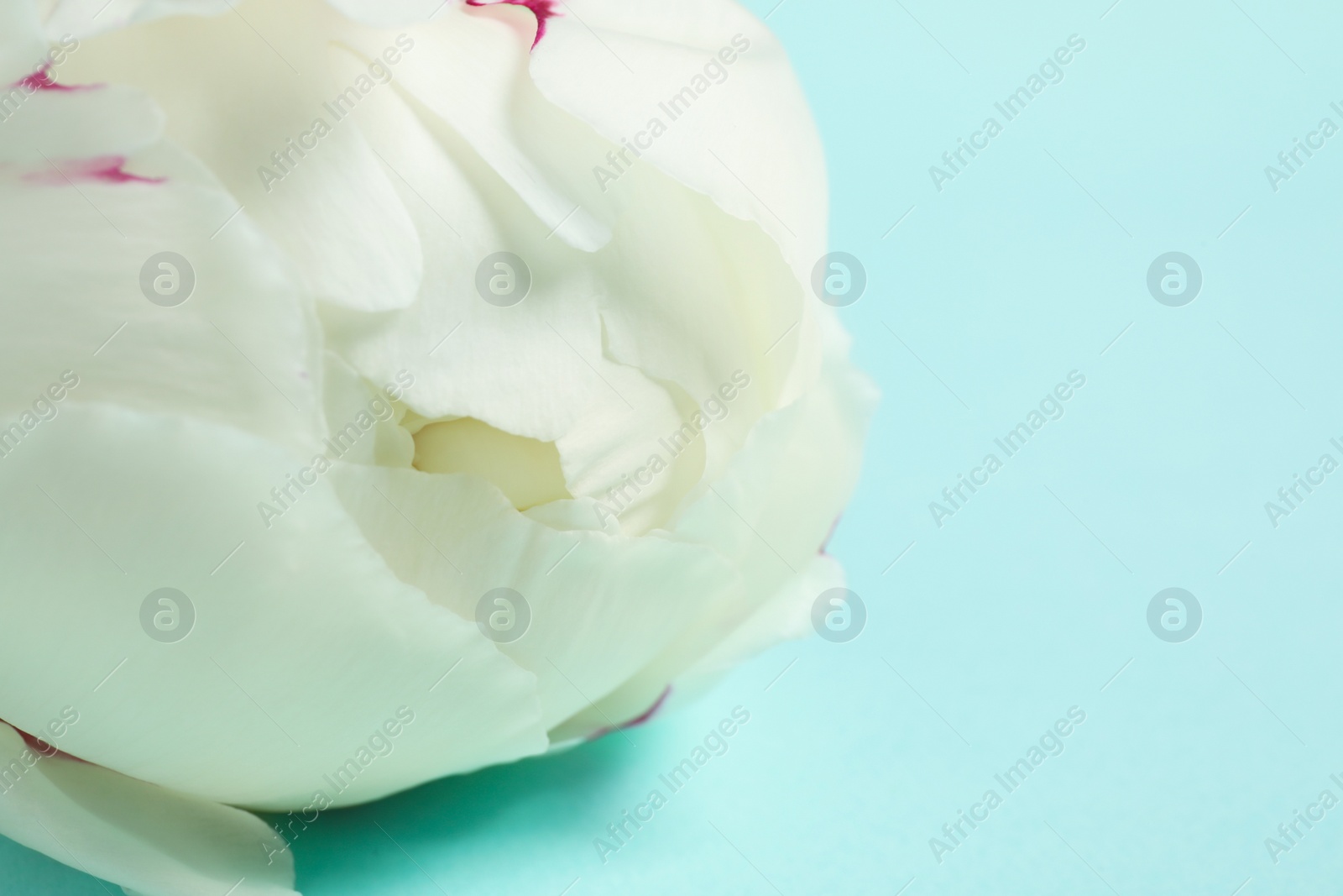 Photo of Beautiful white peony on light blue background, closeup