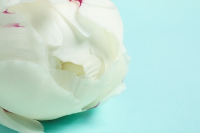 Photo of Beautiful white peony on light blue background, closeup