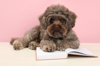 Photo of Cute Maltipoo dog with book on white table against pink background. Lovely pet