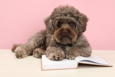 Cute Maltipoo dog with book on white table against pink background. Lovely pet