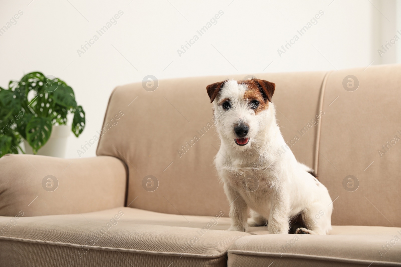 Photo of Adorable Jack Russell Terrier on sofa at home. Lovely dog