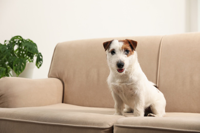 Photo of Adorable Jack Russell Terrier on sofa at home. Lovely dog