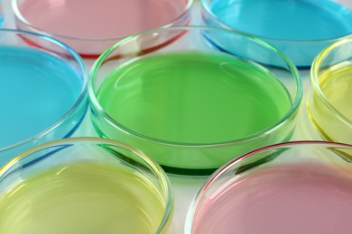 Photo of Petri dishes with colorful liquids on white table, closeup