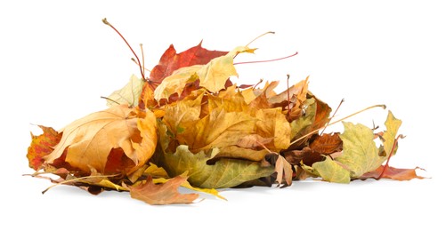 Pile of dry autumn leaves isolated on white