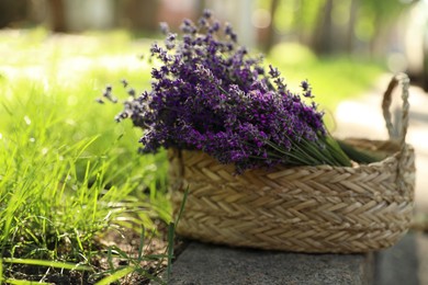Wicker basket with lavender flowers near green grass outdoors