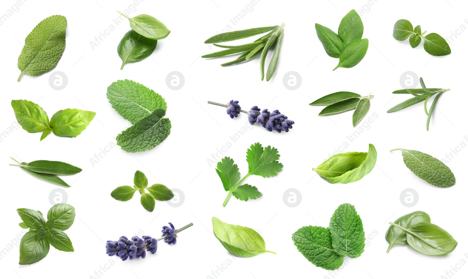 Image of Collection of different aromatic herbs on white background