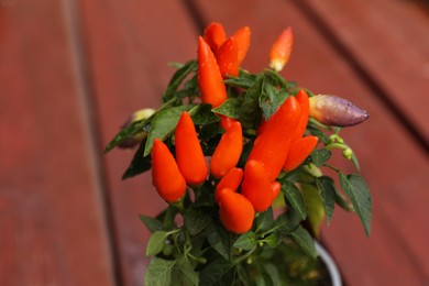 Photo of Capsicum Annuum plant. Potted rainbow multicolor chili peppers on wooden table outdoors, closeup