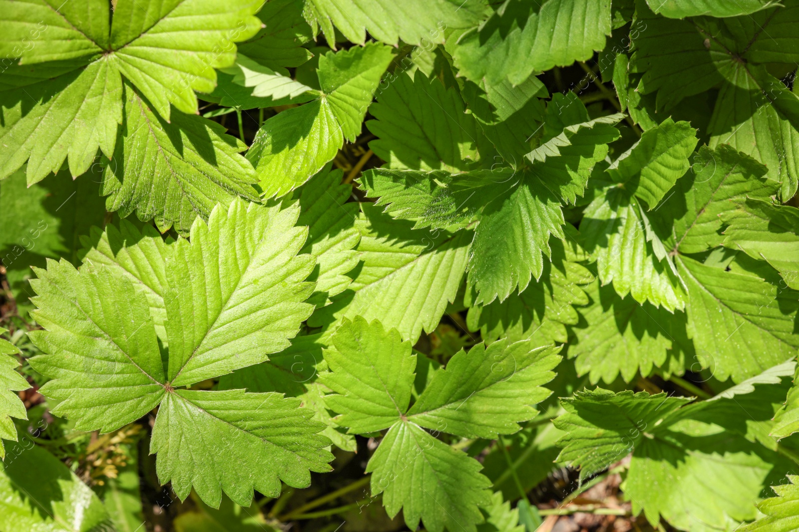 Photo of Many wild strawberry leaves as background, closeup