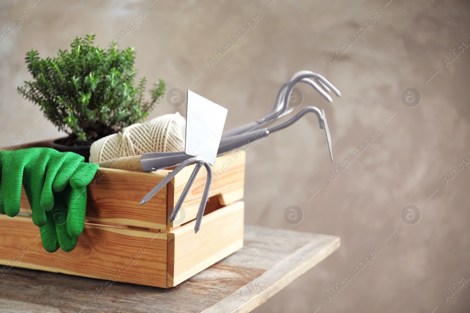 Photo of Wooden crate with plant and professional gardening tools on table
