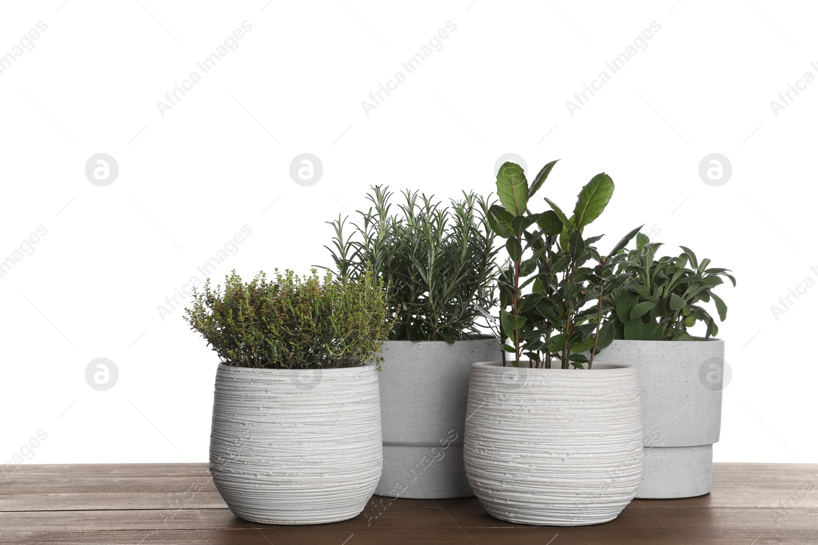 Photo of Pots with thyme, bay, sage and rosemary on wooden table against white background