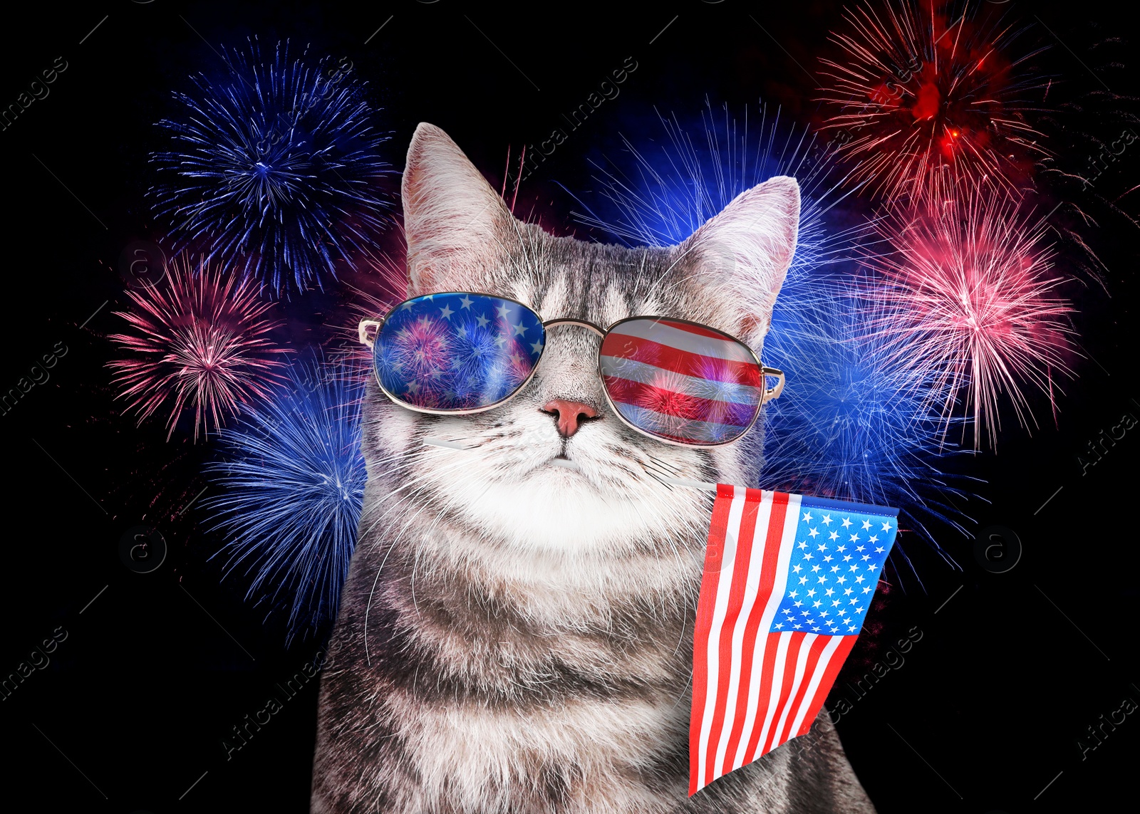 Image of 4th of July - Independence Day of USA. Cute cat with sunglasses and American flag on dark background with fireworks 