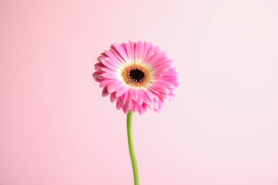 Beautiful bright gerbera flower on color background