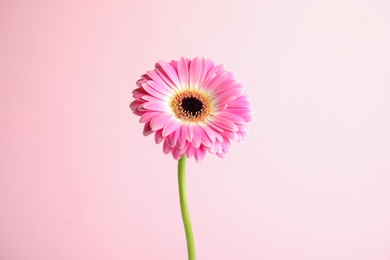 Photo of Beautiful bright gerbera flower on color background