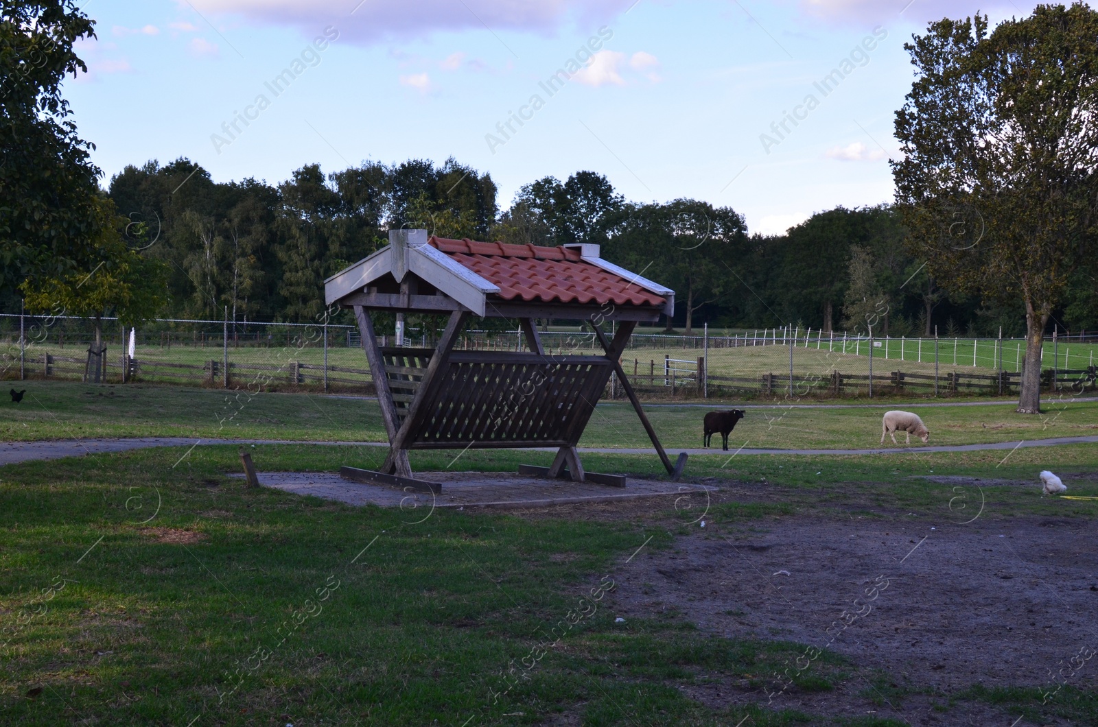 Photo of Cute sheep in petting zoo on sunny day