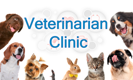 Image of Collage with different cute pets and text Veterinarian Clinic on white background