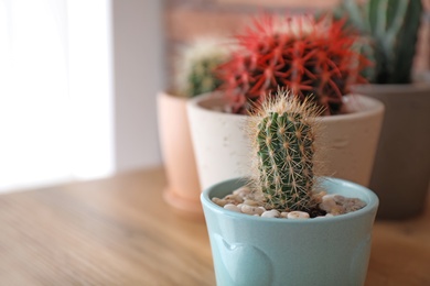 Beautiful cactus in flowerpot on blurred background