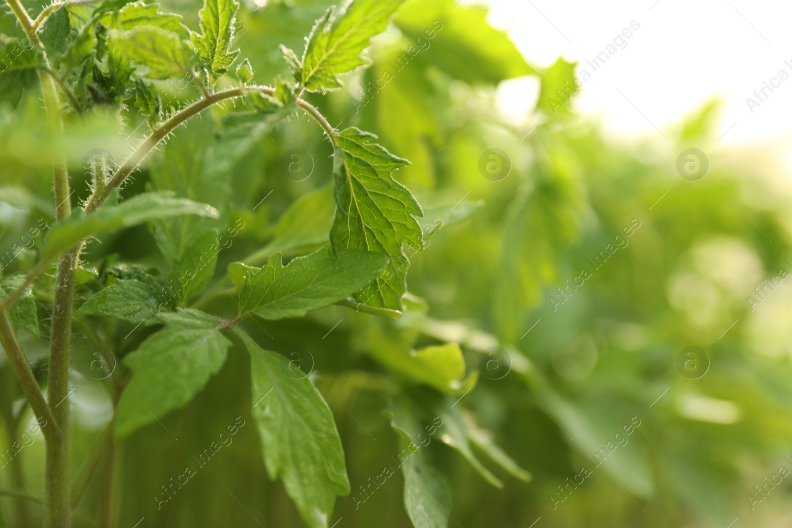 Photo of Green tomato seedlings on blurred background, closeup