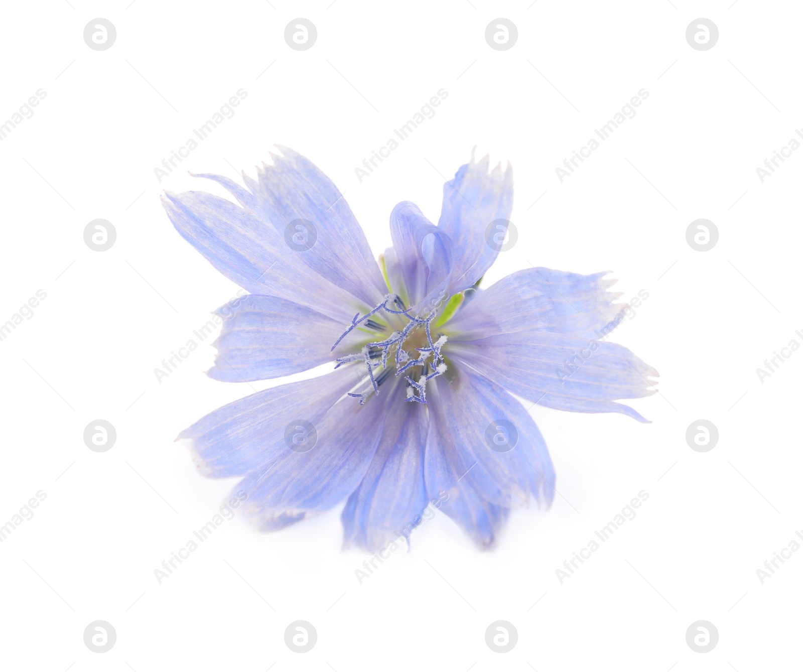 Photo of Beautiful tender chicory flower isolated on white