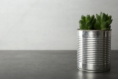 Photo of Echeveria plant in tin can on grey stone table, closeup. Space for text
