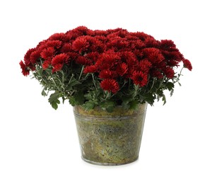 Photo of Beautiful red chrysanthemum flowers in pot on white background