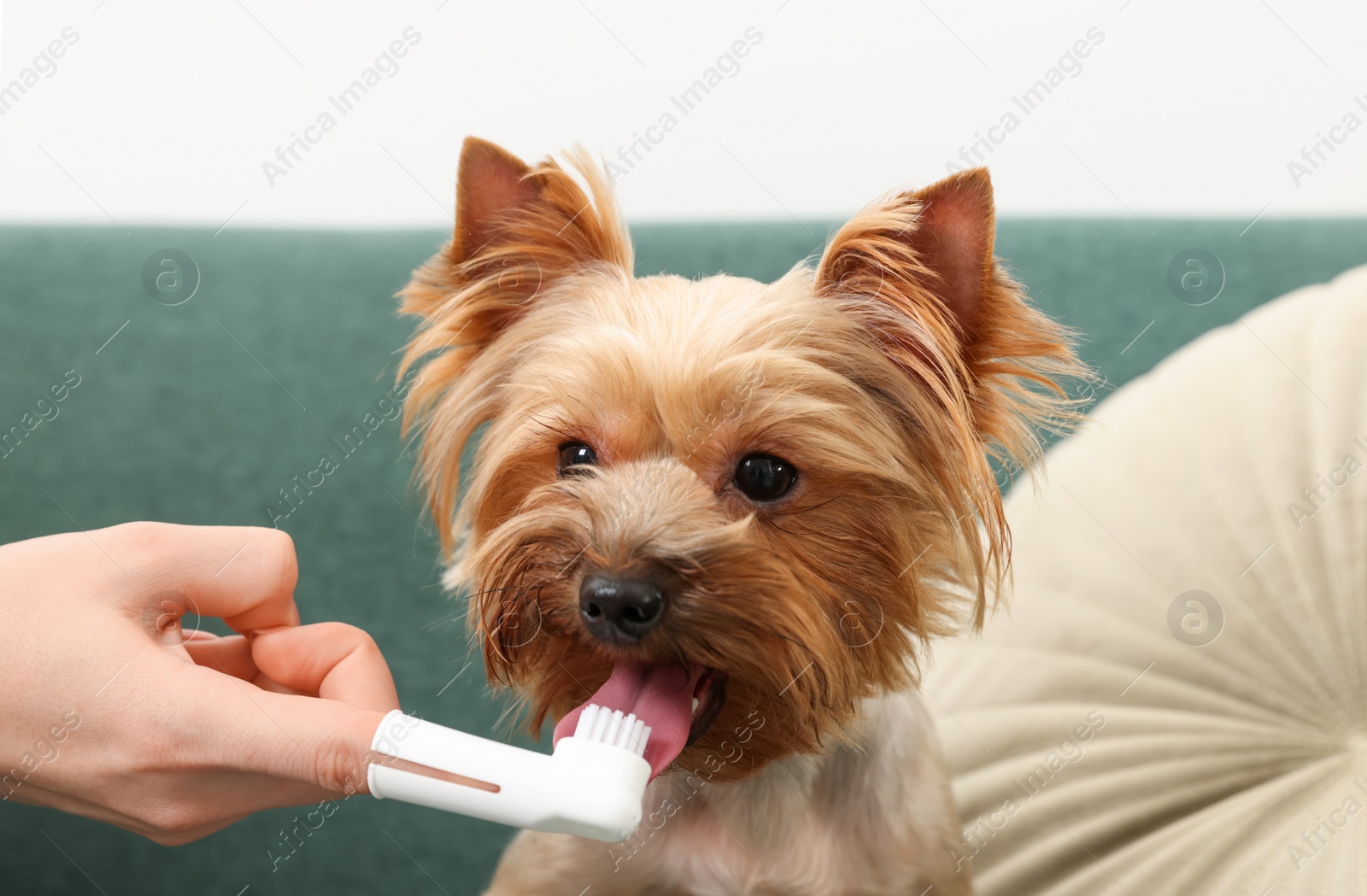 Photo of Woman brushing dog's teeth on couch, closeup