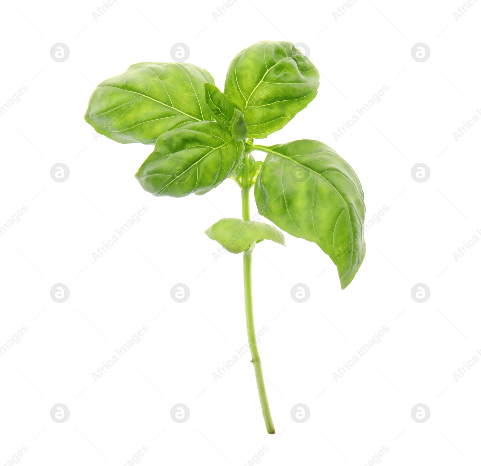 Photo of Fresh green basil leaves on white background