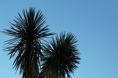 Photo of Beautiful palm tree with green leaves against blue sky, low angle view. Space for text