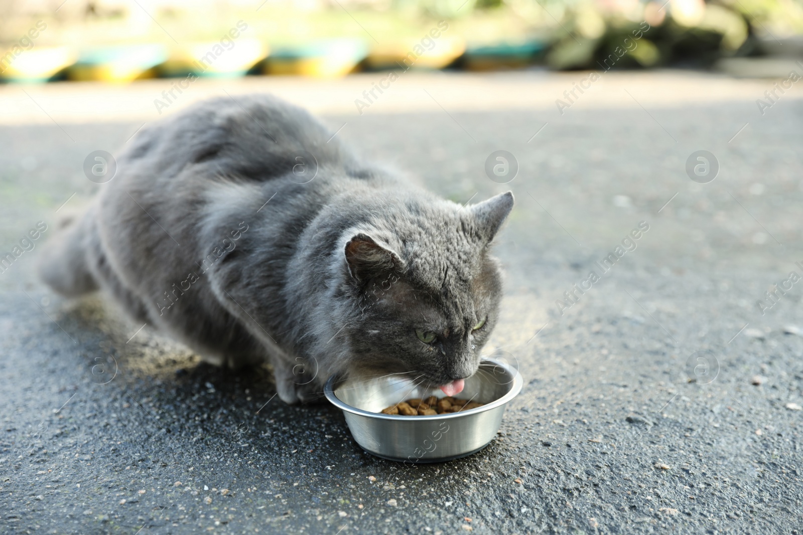 Photo of Homeless grey cat eating dry food outdoors. Abandoned animal