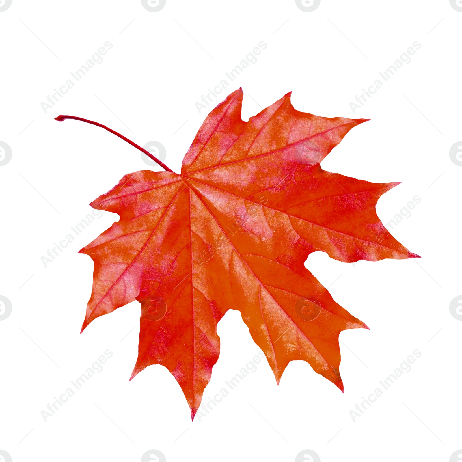 Image of Beautiful red maple leaf isolated on white. Autumn season