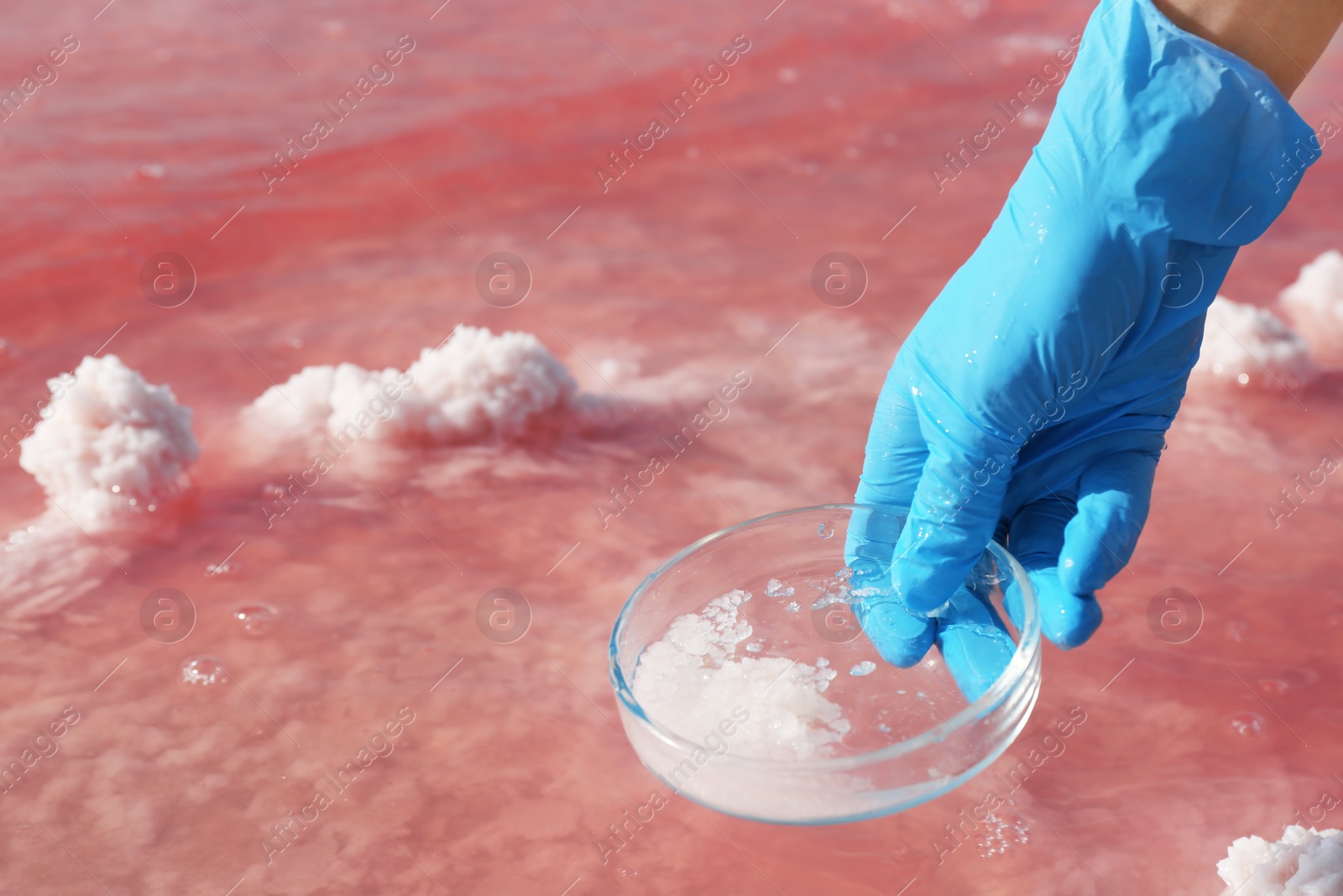 Photo of Laboratory worker with Petri dish taking sample from pink lake for analysis, closeup