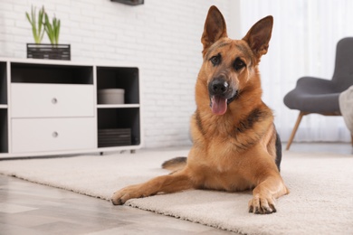 German shepherd on floor in living room