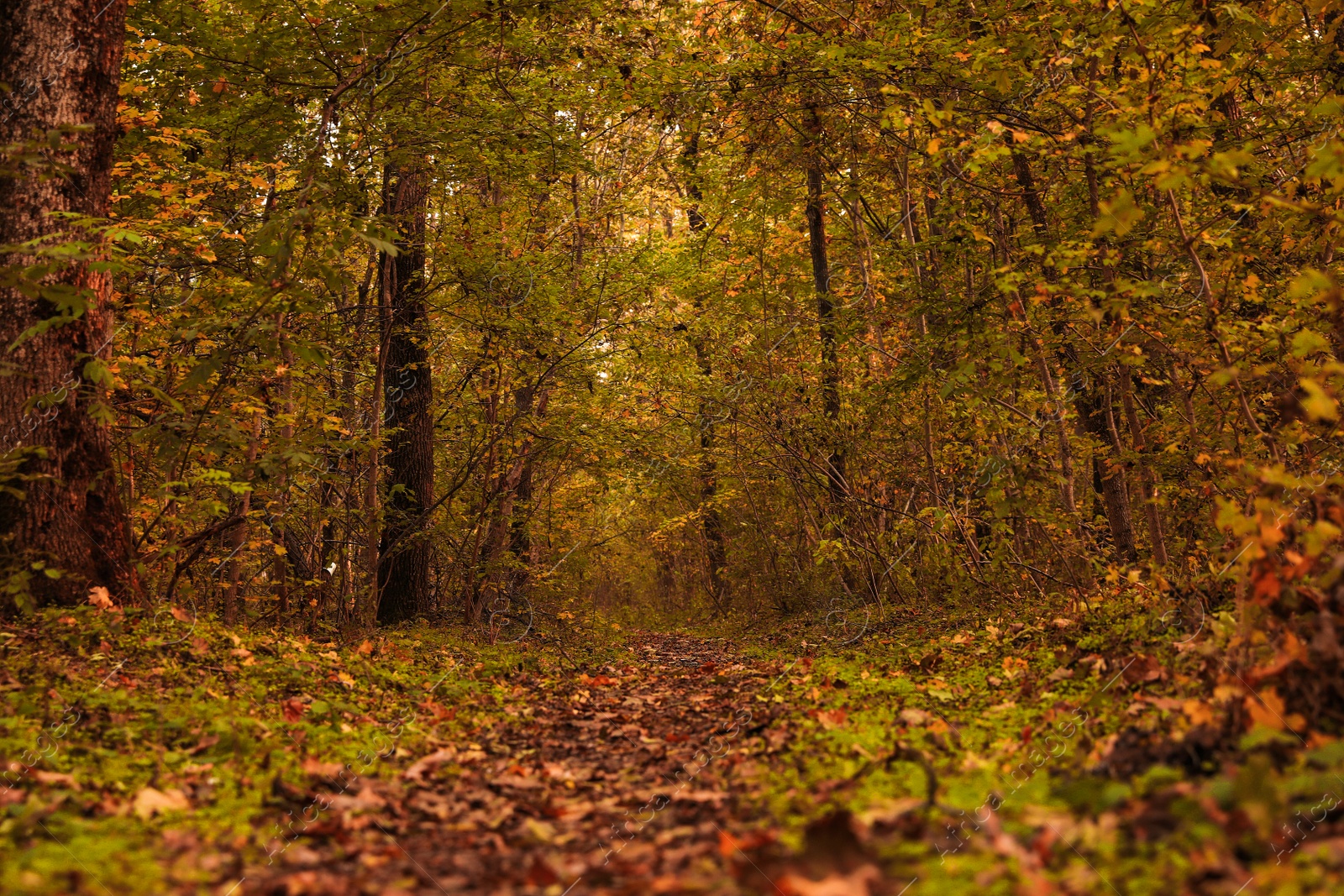 Photo of Beautiful view of pathway in forest on autumn day