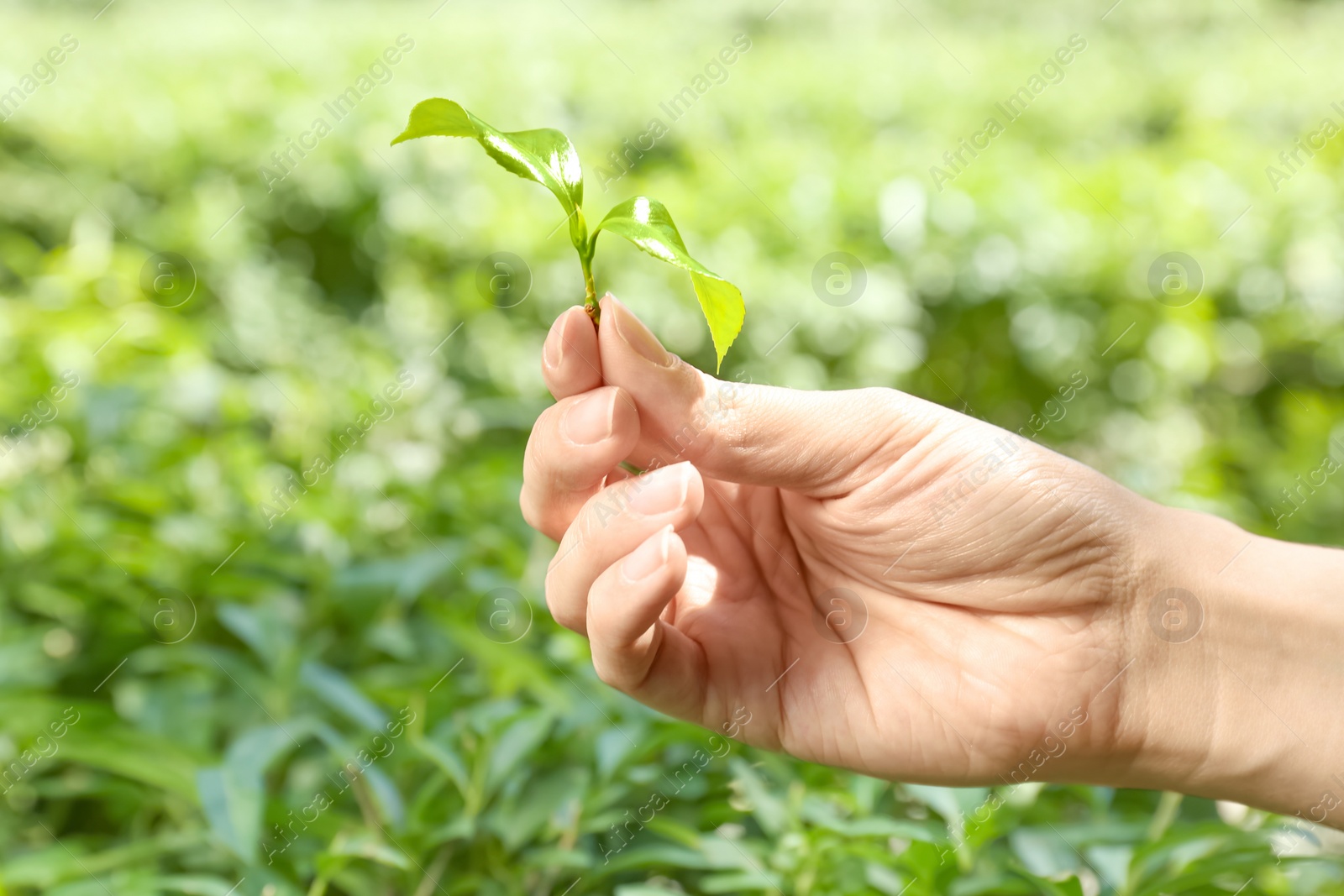 Photo of Woman holding green leaves of tea plant on blurred background