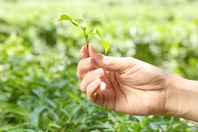 Woman holding green leaves of tea plant on blurred background