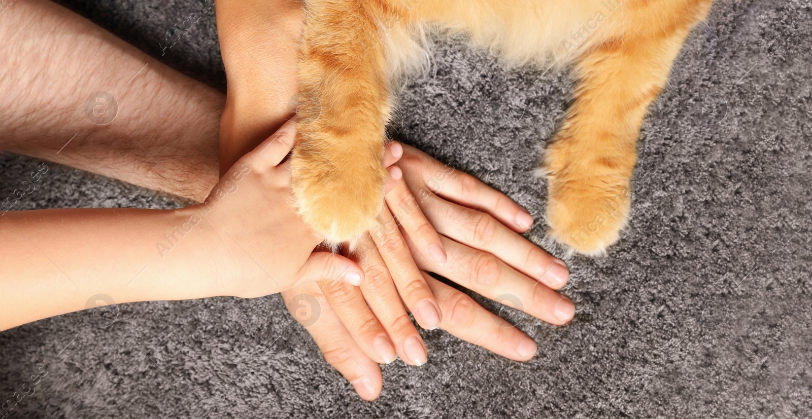 Image of Family and their pet holding hands together on grey carpet, top view. Banner design