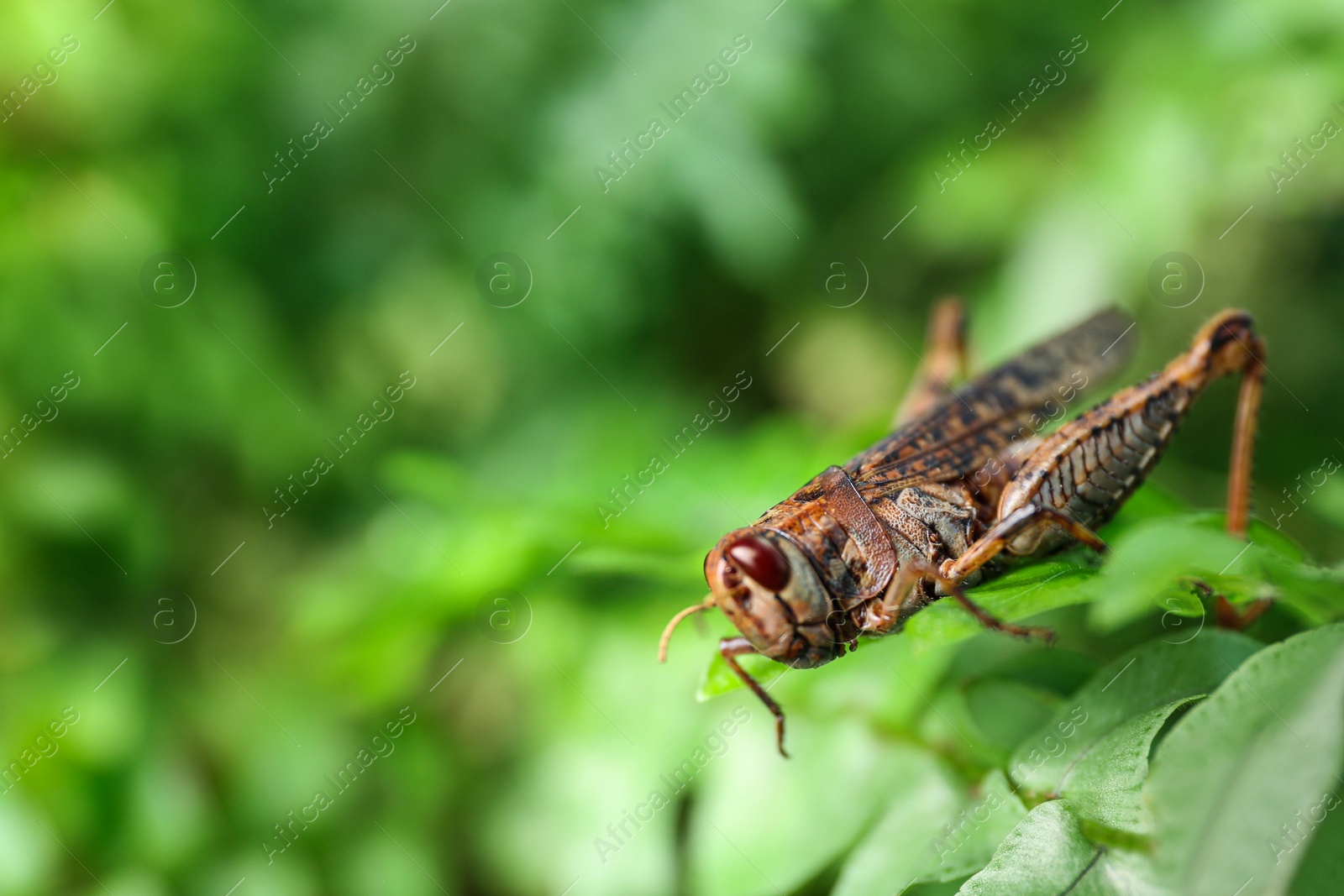 Photo of Brown grasshopper on tree branch in garden. Space for text